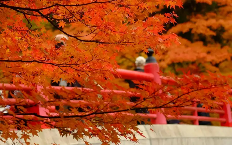 Autumn Tour