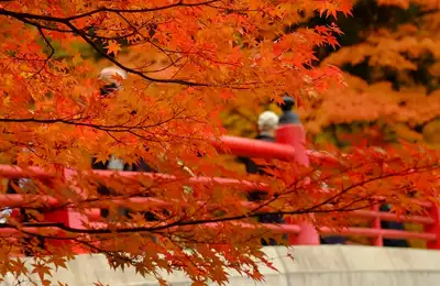 Autumn Tour