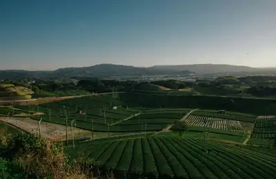 Day 6: Tea, Kilns & Fukuoka Evenings